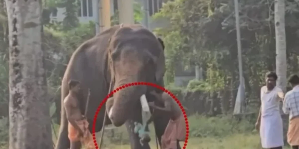 കൊലയാളി ആനയുടെ കൊമ്പിൽ കുഞ്ഞിനെ ഇരുത്തി പാപ്പാൻ