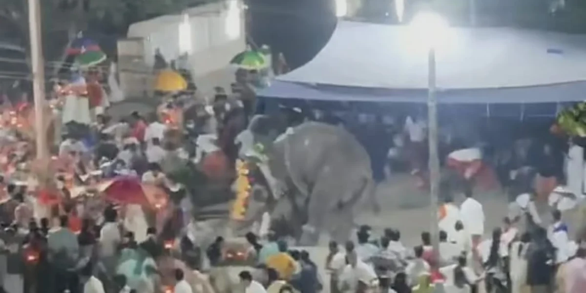ക്ഷേത്രത്തിലെ ഉത്സവത്തിനിടെ ആന ഇടഞ്ഞു, പാപ്പാനെ കുടഞ്ഞെറിഞ്ഞു